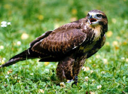 Poiana Mäusebussard
