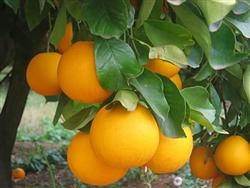 Sorrent Orangen