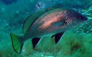 Sorrent Tauchen Corvina
