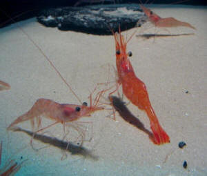 Meeresschrimps