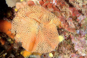 Sorrent Tauchen Secchetella