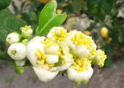 Sorrent Zitronenblüte