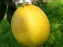 Sorrent Zitronen