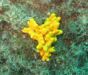 gelbe Meeresschwamm 